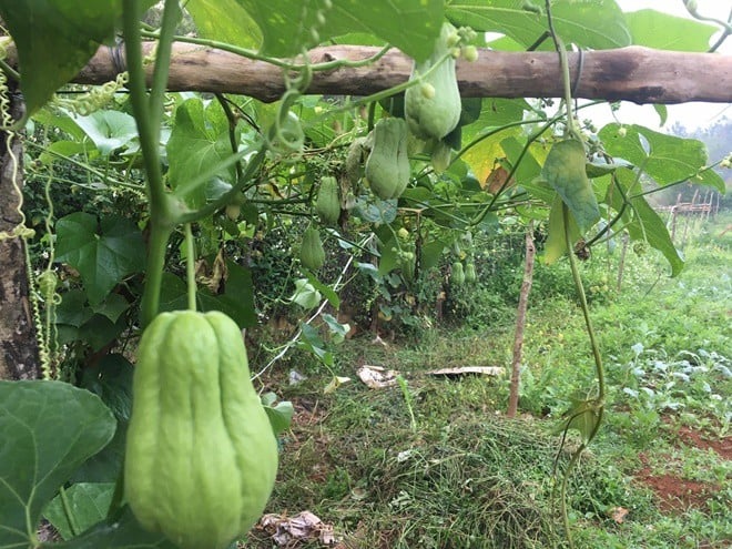 Mang bằng đại học về quê trồng rau hữu cơ giúp bà con thoát nghèo- Ảnh 3.