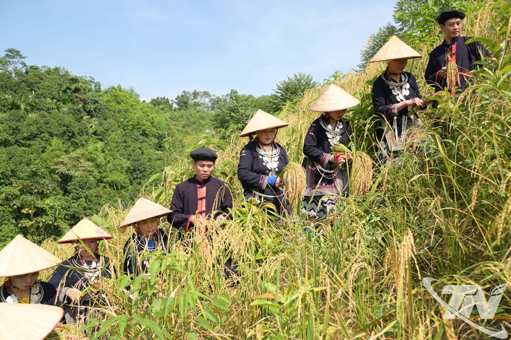 Người Dao ở Bản Ca hát Páo Dung trong lúc lao động trên nương rẫy.