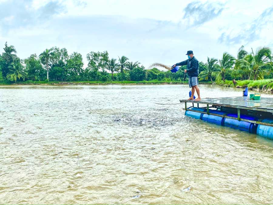 Cù lao An Bình có thế mạnh nuôi các loại thủy sản: cá tra, điêu hồng, cá lóc, cá chép... phục vụ thị trường trong nước và xuất khẩu.