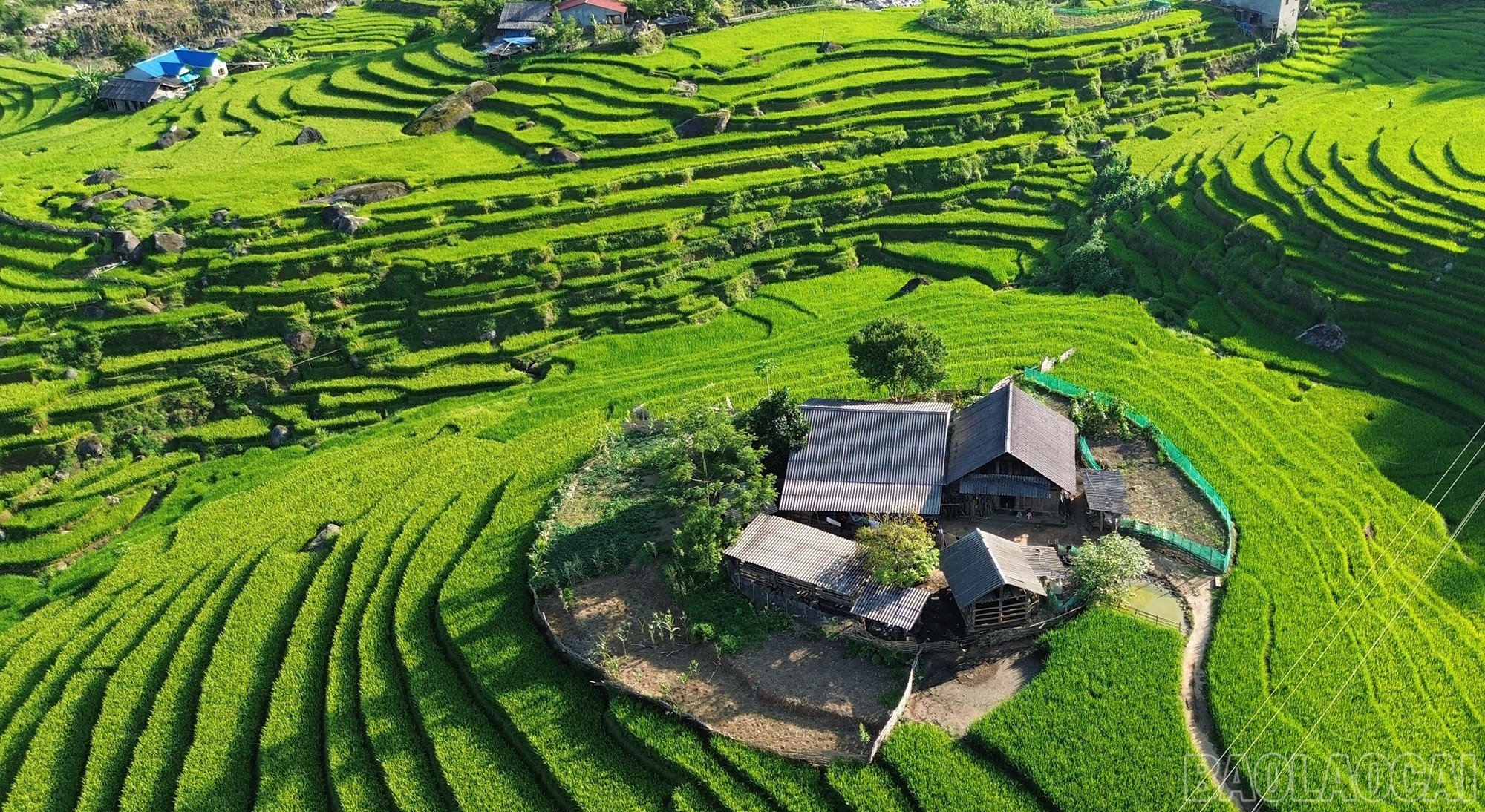 baolaocai-br_dji-0752.jpg