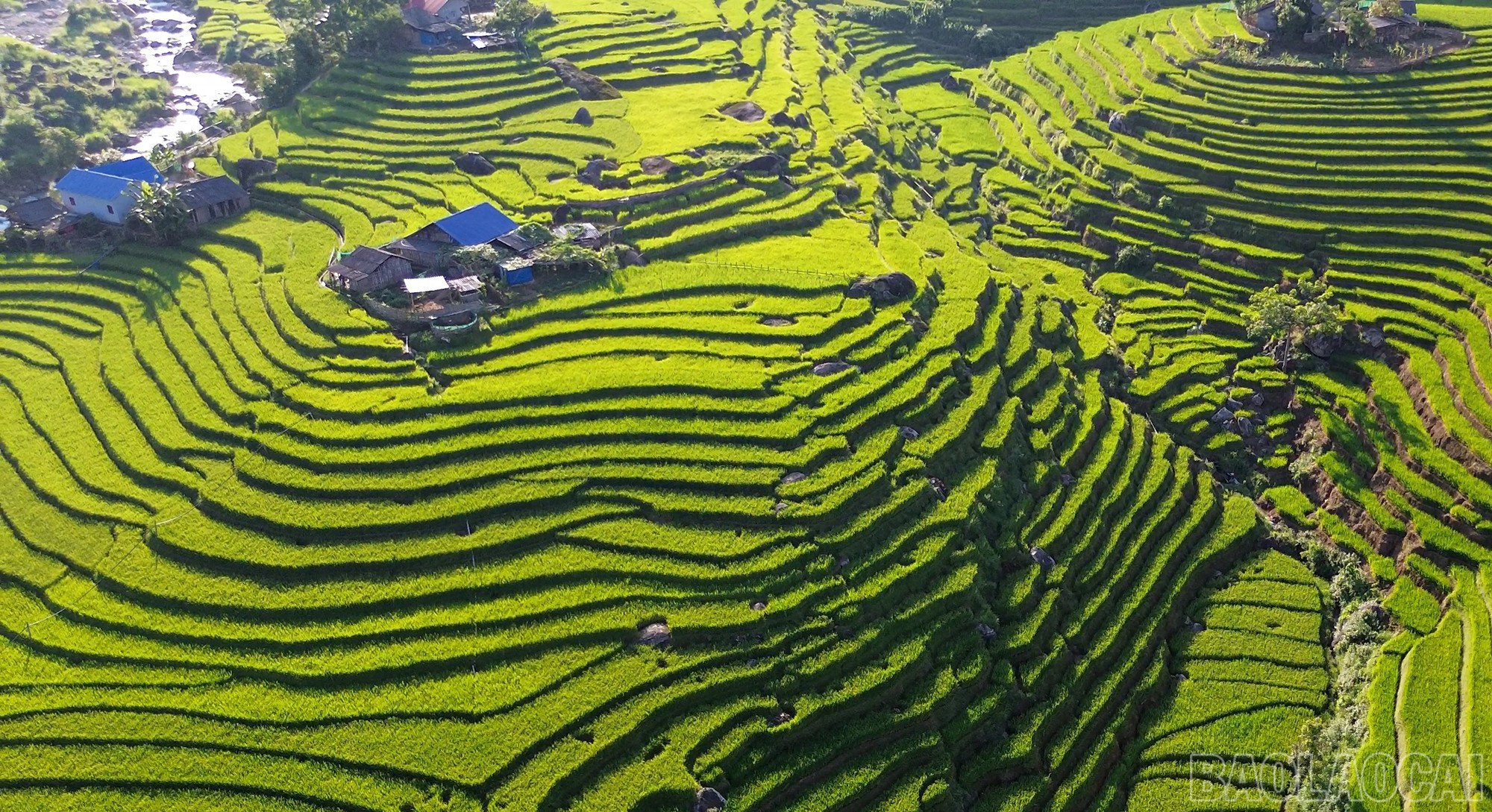 baolaocai-br_dji-0764mp400-00-06-19still002.jpg