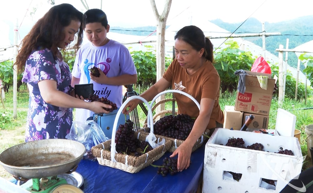 Ms. Trieu Thi Nga (right), Thuong Quan commune has successfully built a model of growing seedless grapes combined with experiential tourism, attracting many visitors.