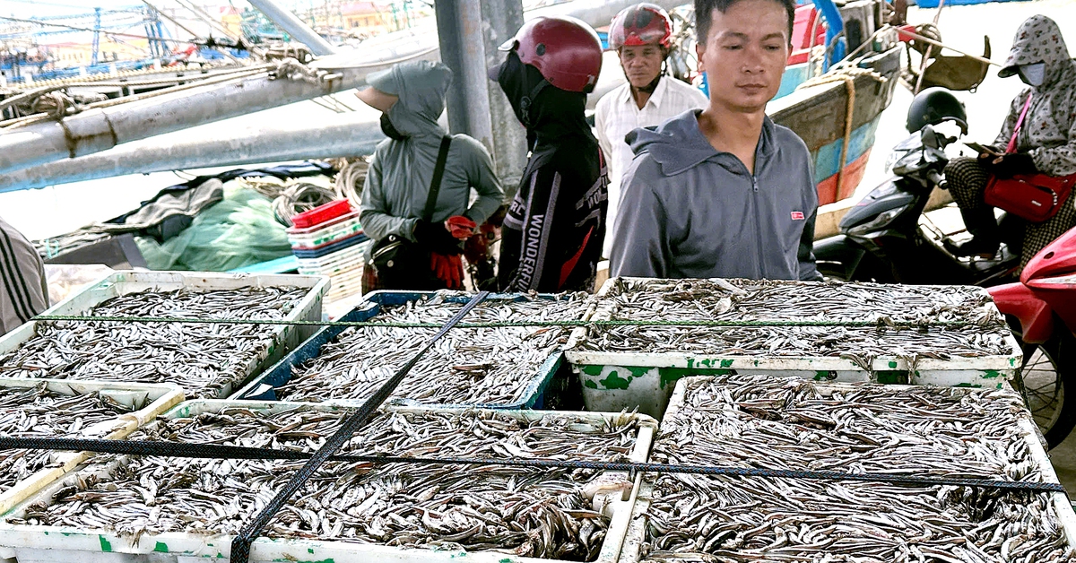 អ្នកនេសាទខេត្ត Quang Tri វាយខ្នោះដោយអន្ទាក់ កំពង់ផែនេសាទមានសភាពអ៊ូអរតាំងពីព្រលឹម។
