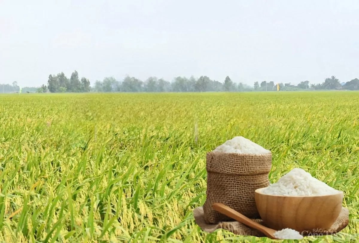 Giá lúa gạo hôm nay 02/08: Gạo nguyên liệu giảm nhẹ, giao dịch chậm 