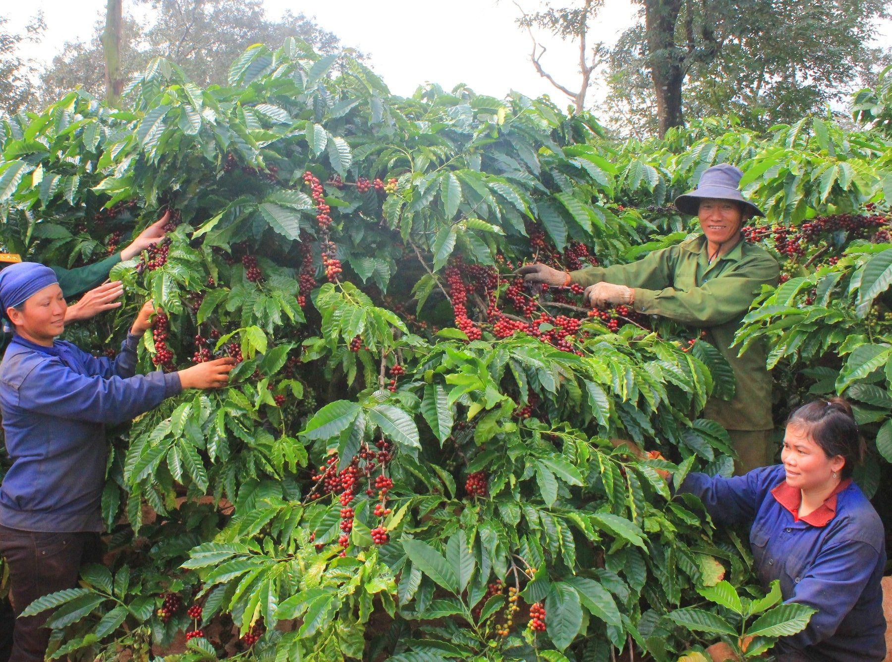 Coffee price today 8/3/2025: Downward pressure due to sell-off