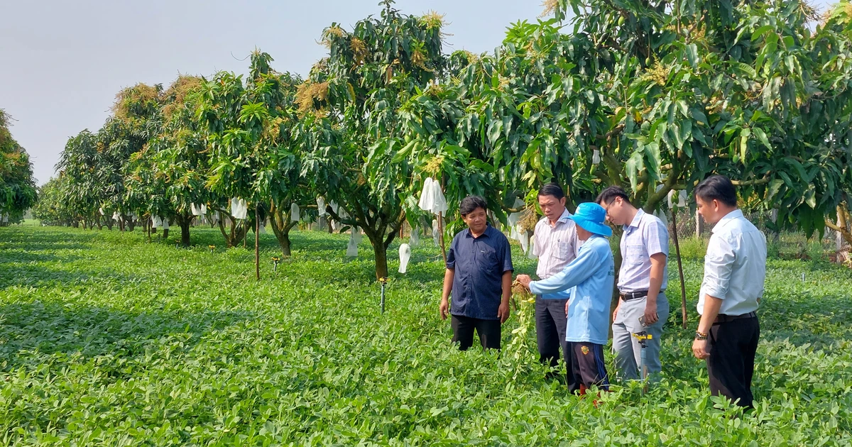 Peanuts open new directions in crop restructuring