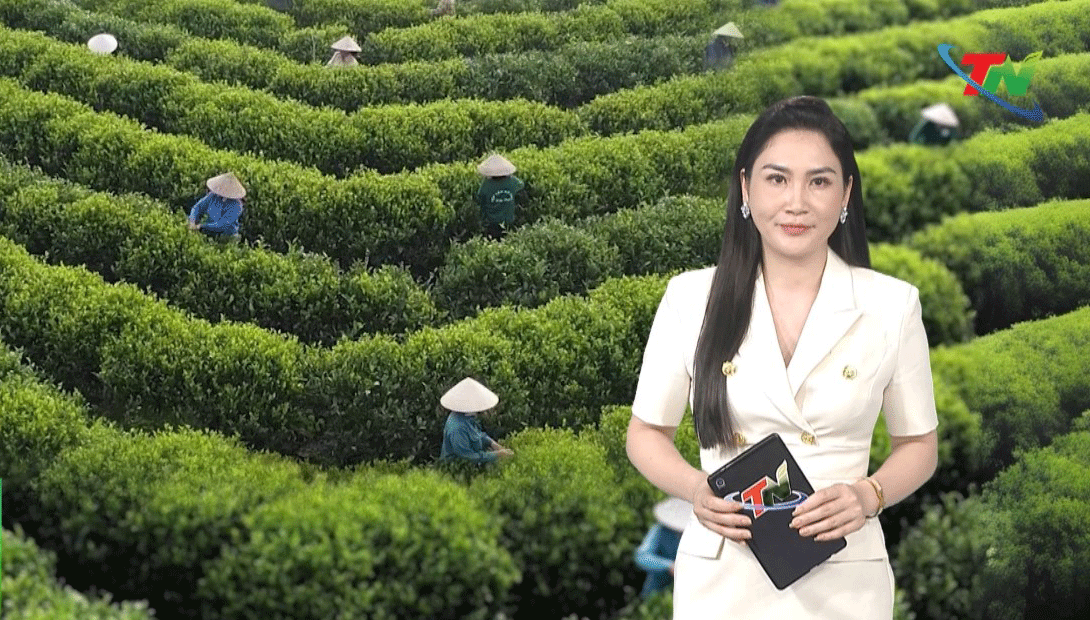 Thai Nguyen tea aims to become a billion-dollar crop