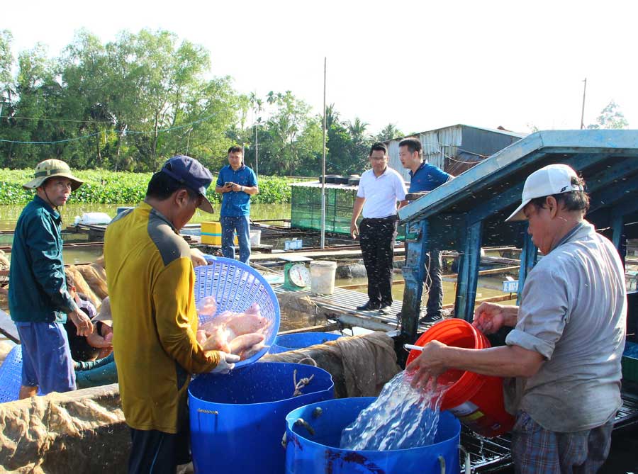 Cù lao An Bình có nhiều tiềm năng, lợi thế phát triển nuôi trồng thủy sản.
