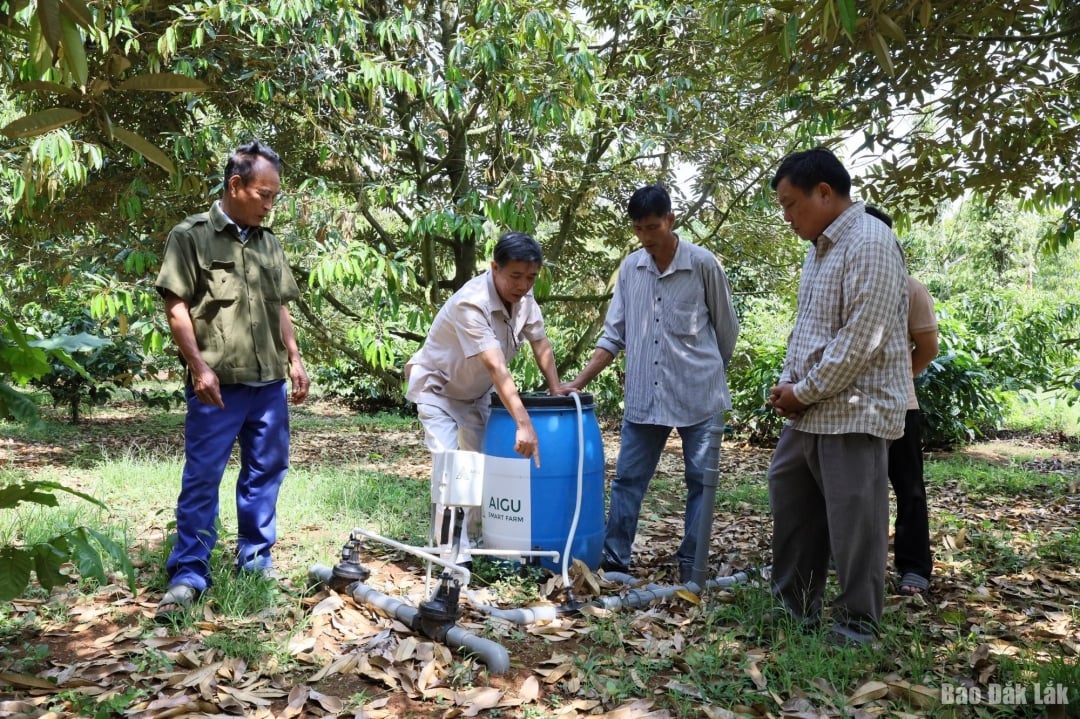 La Cooperativa de Servicios Agrícolas Limpios (comuna de Krong Pac) orienta a sus miembros sobre el proceso de aplicación de tecnología inteligente en la producción de durian.