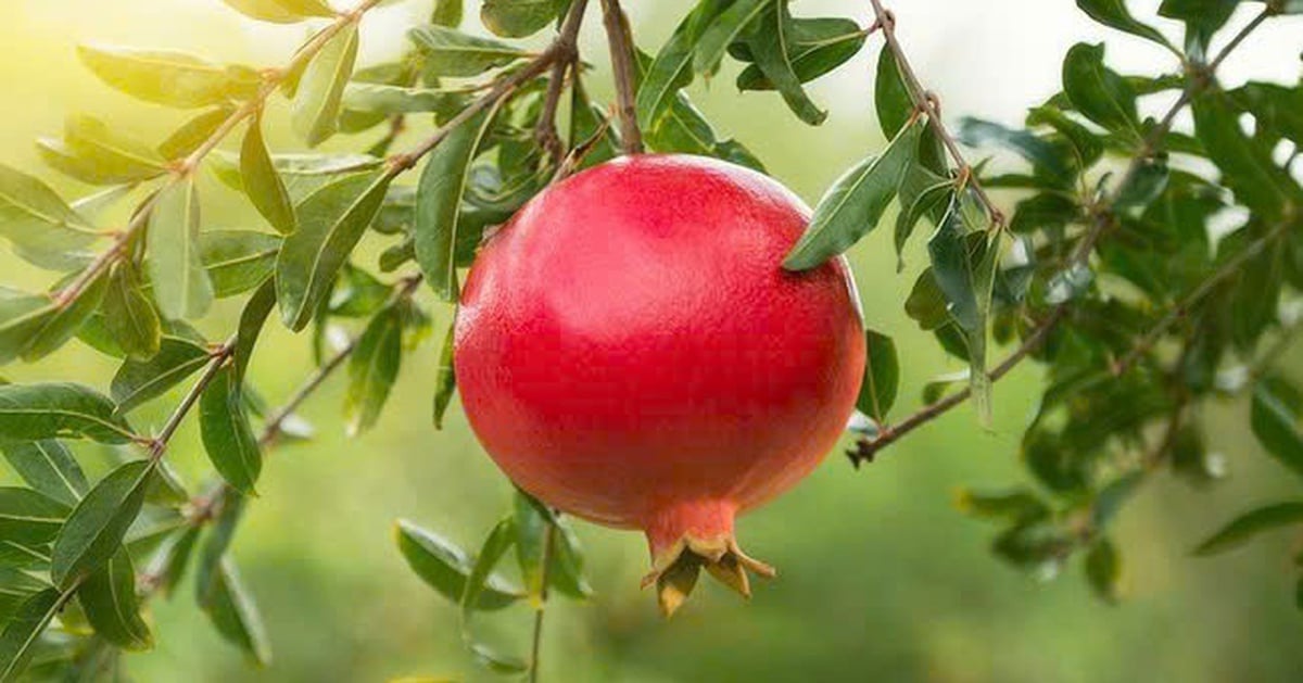 Mùa lựu chín, ăn nhiều trái lựu có thể tăng trí nhớ, giảm nguy cơ mắc bệnh Alzheimer?