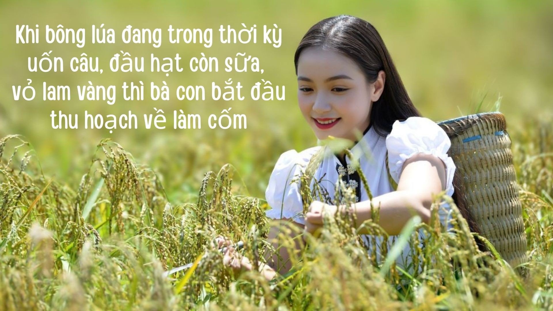 การนำเสนอระบบนิเวศนาข้าวแบบไล่เฉดสีเขียวและเหลืองสมัยใหม่-1920-x-1080-px-1920-x-1080-px.jpg