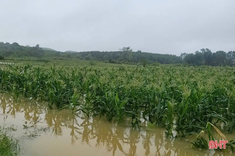 Nhiều diện tích ngô ở xã Hương Đô đang giai đoạn trổ cờ đã bị ngập trong nước.