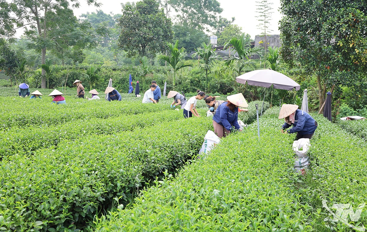 Os agricultores tailandeses Nguyen aplicam proativamente ciência, tecnologia e transformação digital na produção e promoção de produtos de chá, com o objetivo de construir novas áreas rurais inteligentes.