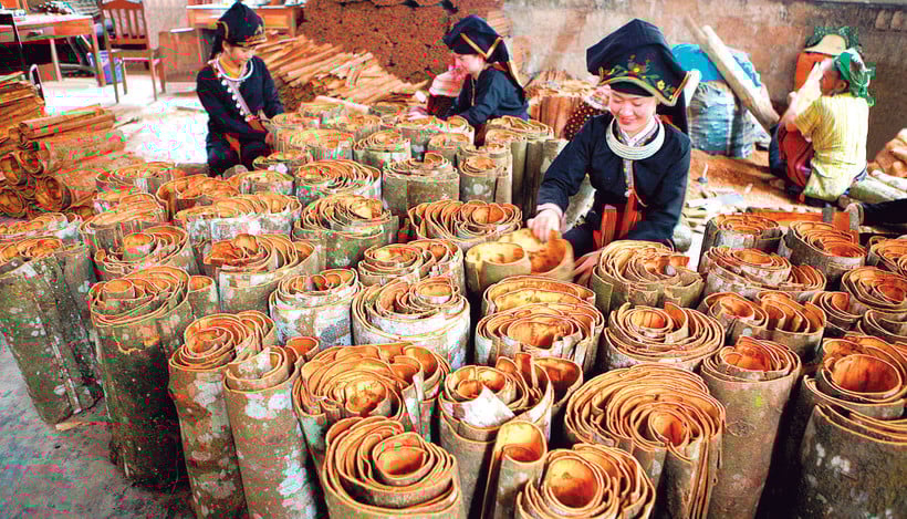 Niềm vui được mùa quế. Ảnh: THANH SƠN