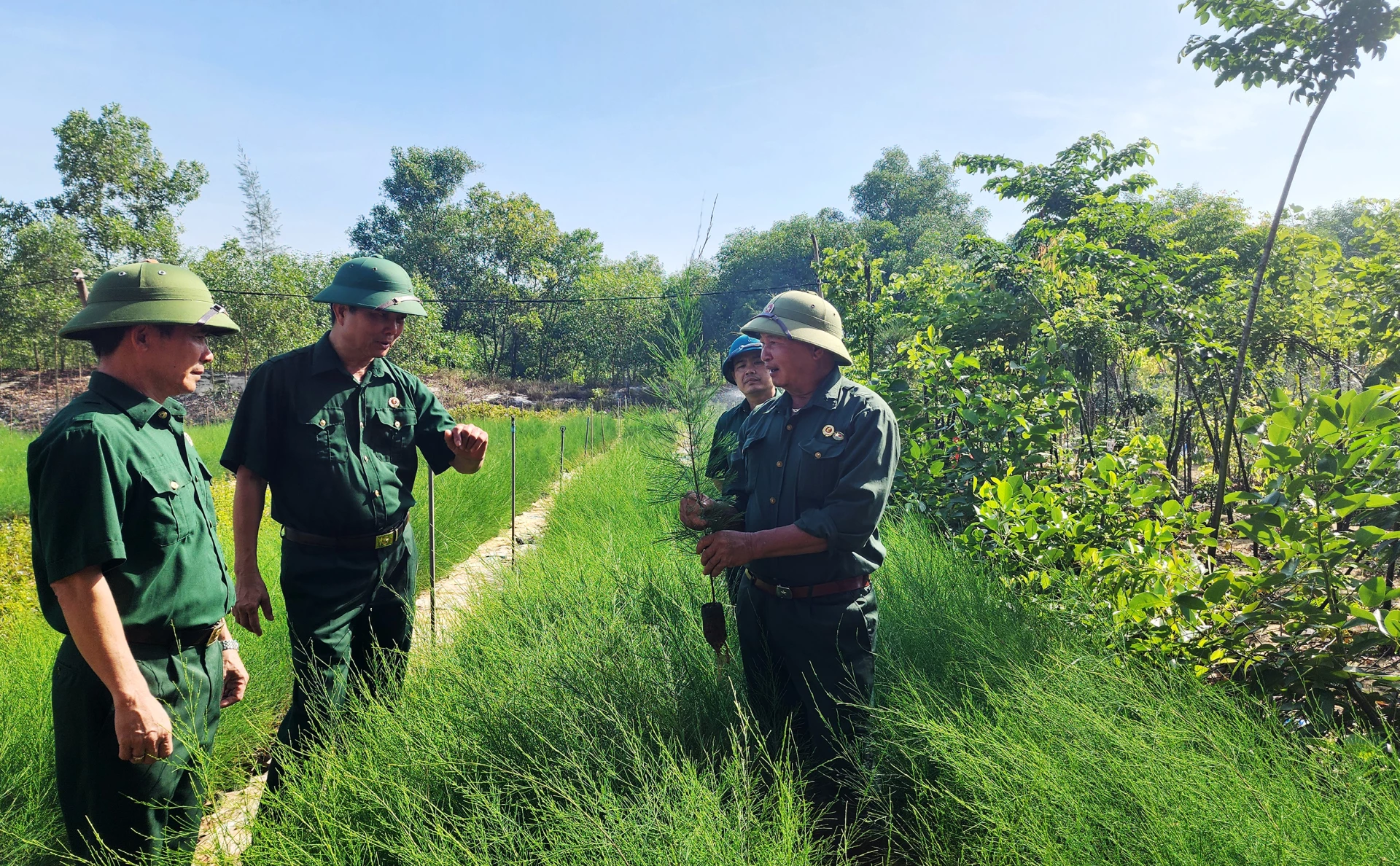 Der Direktor der Cat Xanh Agricultural and Forestry Seed Company, Phan Van Ly (ganz rechts), stellt Kunden Kasuarinensorten vor – Foto: T.Long.