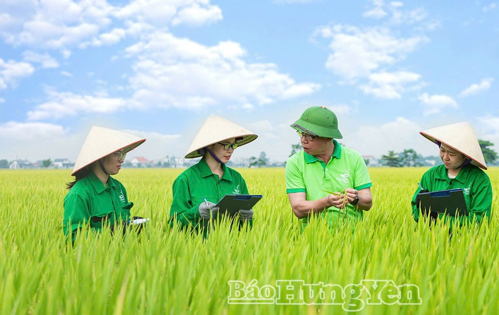На сегодняшний день компания ThaiBinh Seed Group Joint Stock Company получила признание за 20 национальных сортов и приобрела авторские права на 7 сортов у государственных институтов и ученых.