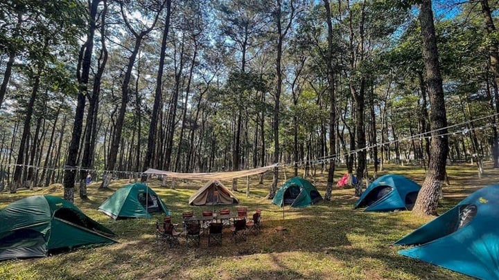 Camping im Kiefernwald von Ba Vi ist für viele Touristen eine ideale Wahl. (Foto: Internet).