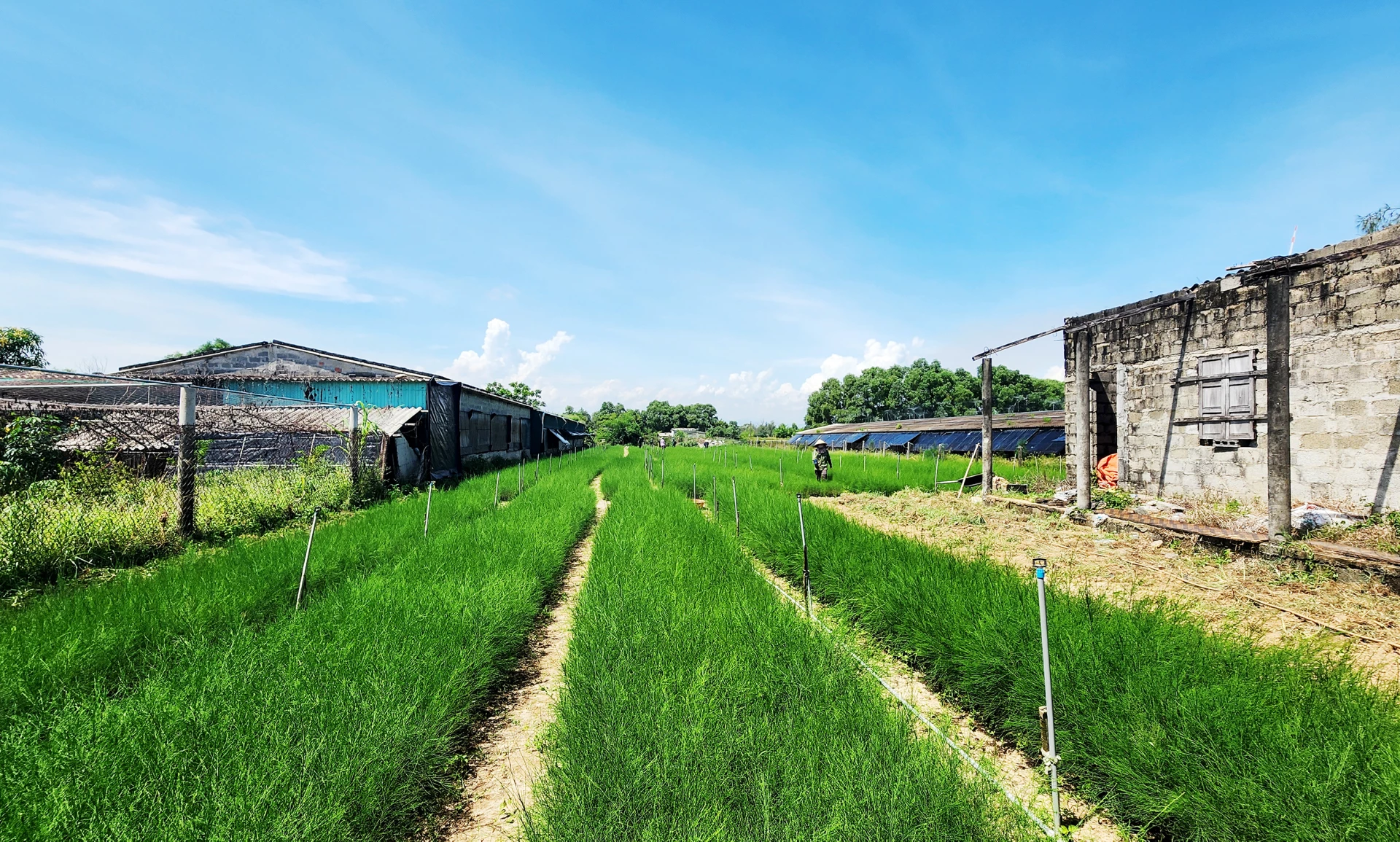 Die Kasuarinengärtnerei von Herrn Nguyen Van Hop – Foto: T.Long.