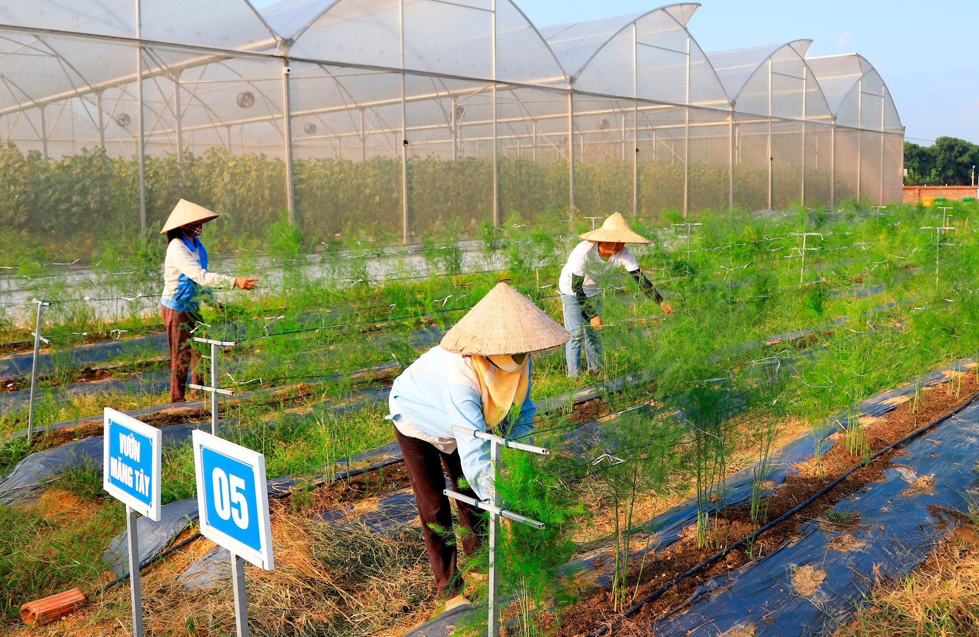 mo-hinh-trong-mang-tay-dat-tieu-chuan-globalgap-cua-hop-tac-xa-quyet-tien-xa-kim-anh-phuc-vu-che-bien-va-xuat-khau.-anh-nguyen-quang.jpg