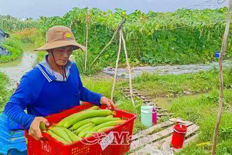 "អាសយដ្ឋានបៃតង" ជំនាញក្នុងការដាំដុះដំណាំ