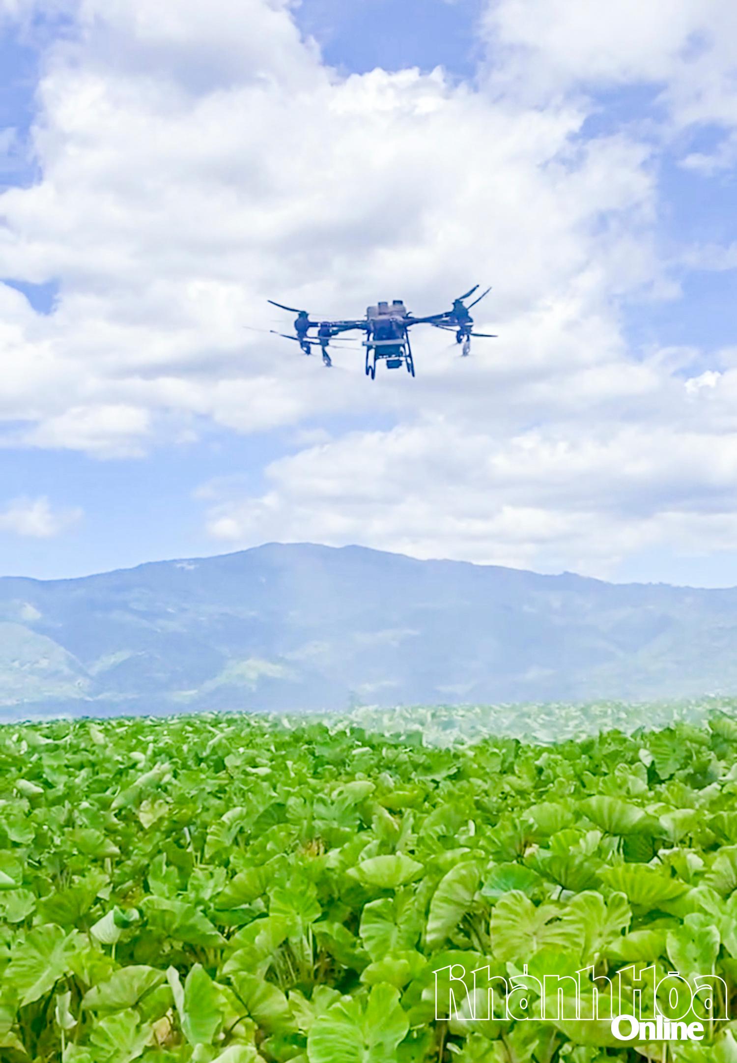 La Cooperativa Agrícola y Turística Lam Son aplica alta tecnología en la producción.