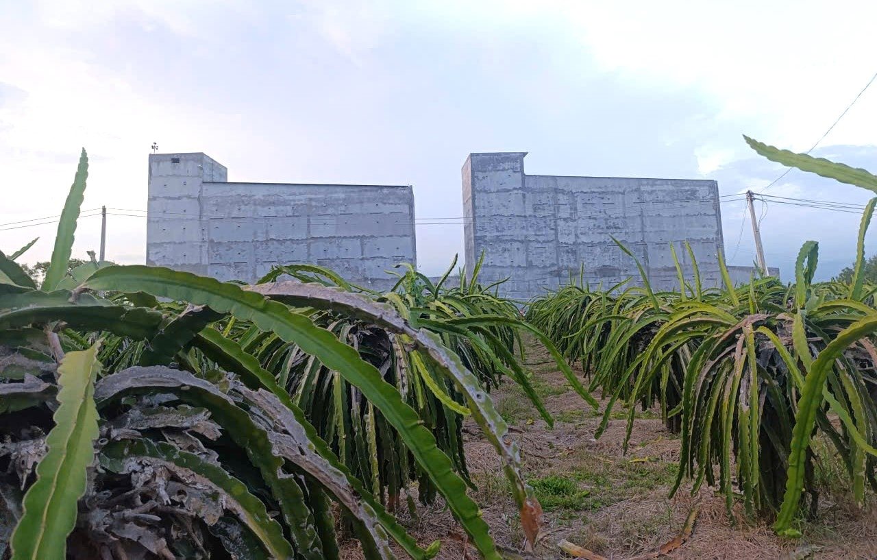 2 bird's nest houses on dragon fruit fields of FaThi Brand achieve 