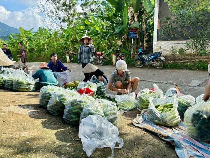 Đóng gói dưa để xuất bán.