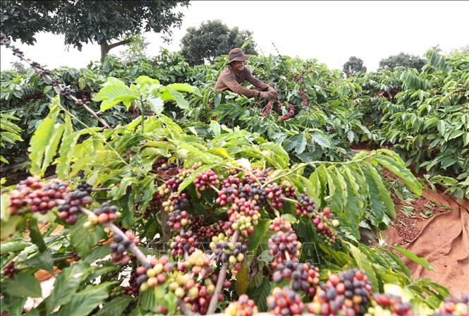 Xuất khẩu nông, lâm, thủy sản 7 tháng tăng 14,7%