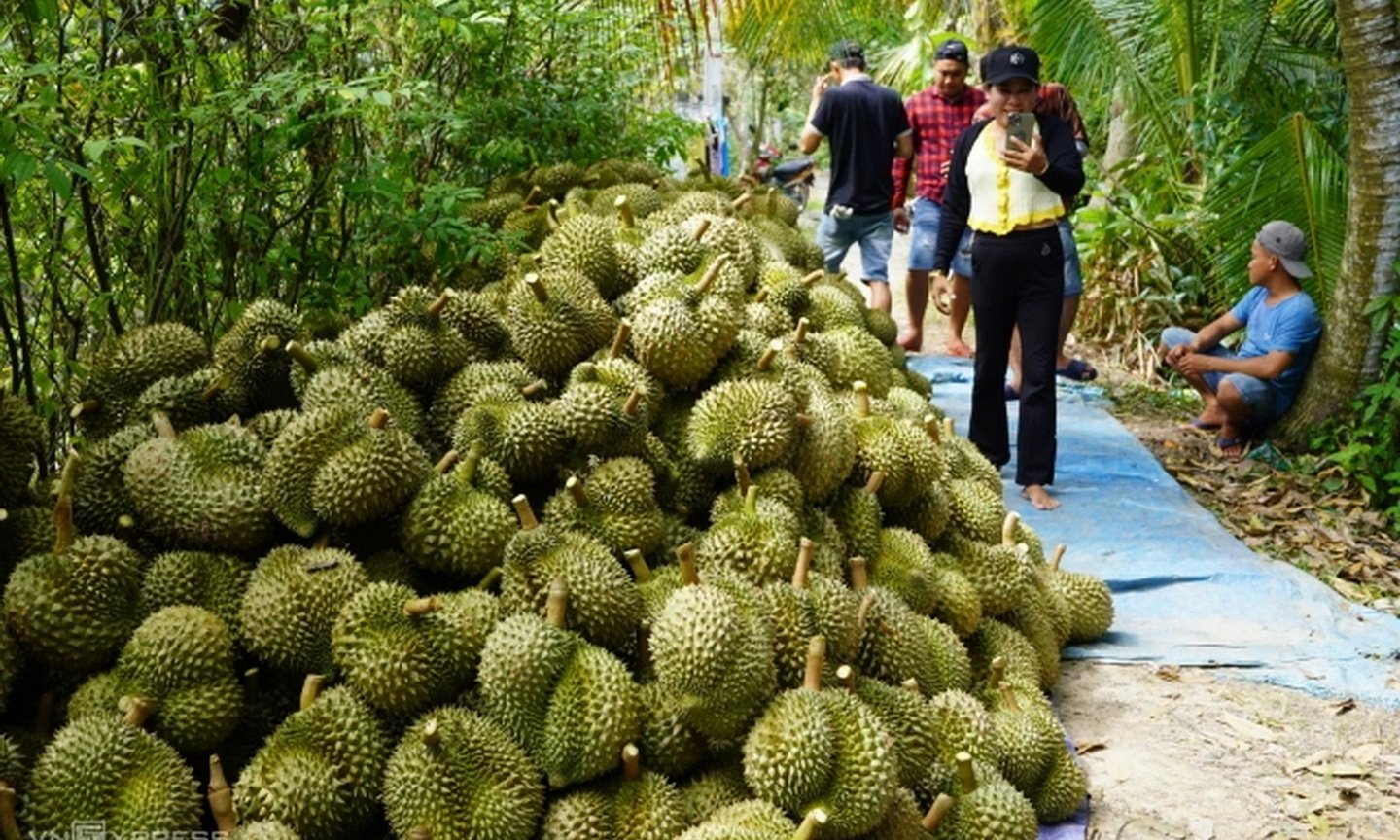 Thu hoạch sầu riêng nghịch vụ. Ảnh: Hoàng Nam
