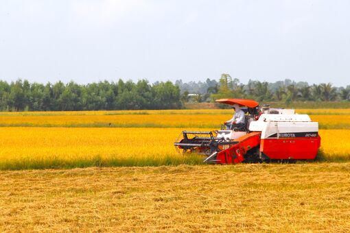 Vụ lúa Hè Thu: Tập trung thu hoạch, sẵn sàng đón lũ
