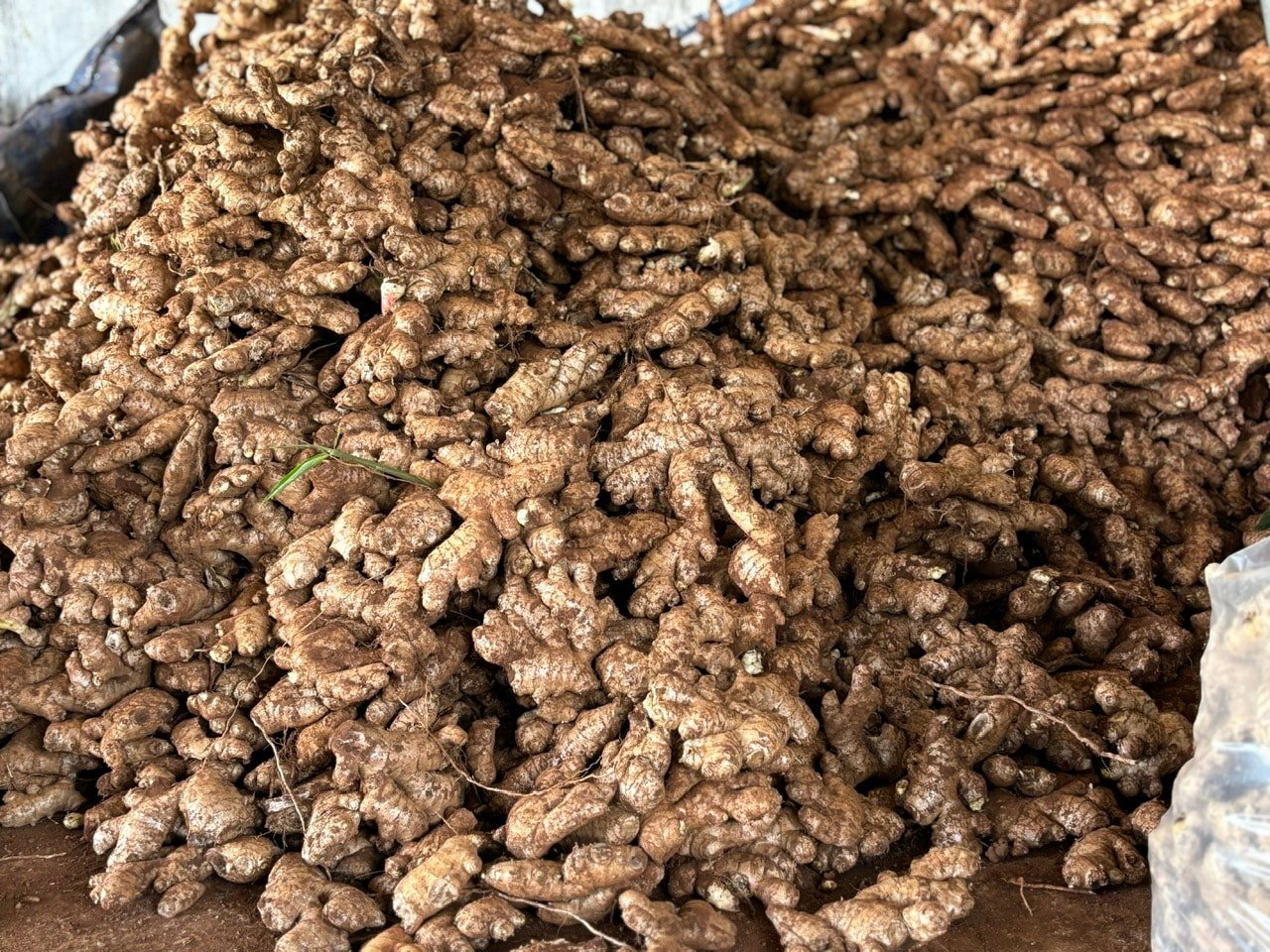 ខ្ញី - គ្រឿងទេសដែលធ្លាប់ស្គាល់ និងអាចនាំចេញបាន។
