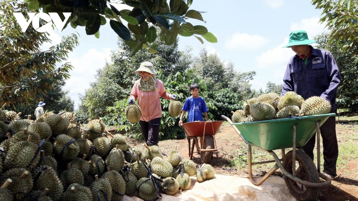Sầu riêng chuẩn VietGap của nhóm 100 hộ dân tại xã Ea Knuêch, tỉnh Đắk Lắk