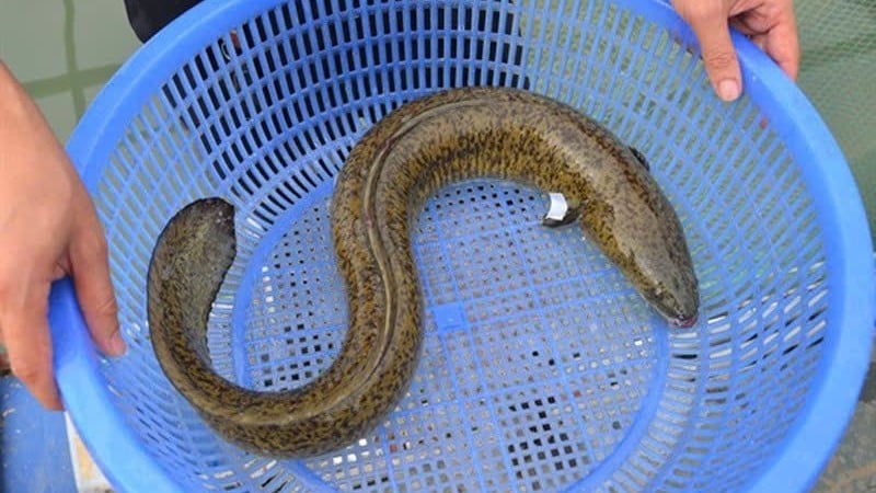 អន្ទង់។ (រូបថត៖ រូបភាព)