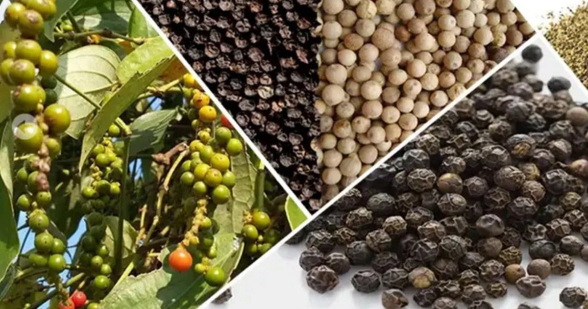 Ngày 4-8, hồ tiêu tại Gia Lai neo ở mức 139.000 đồng/kg