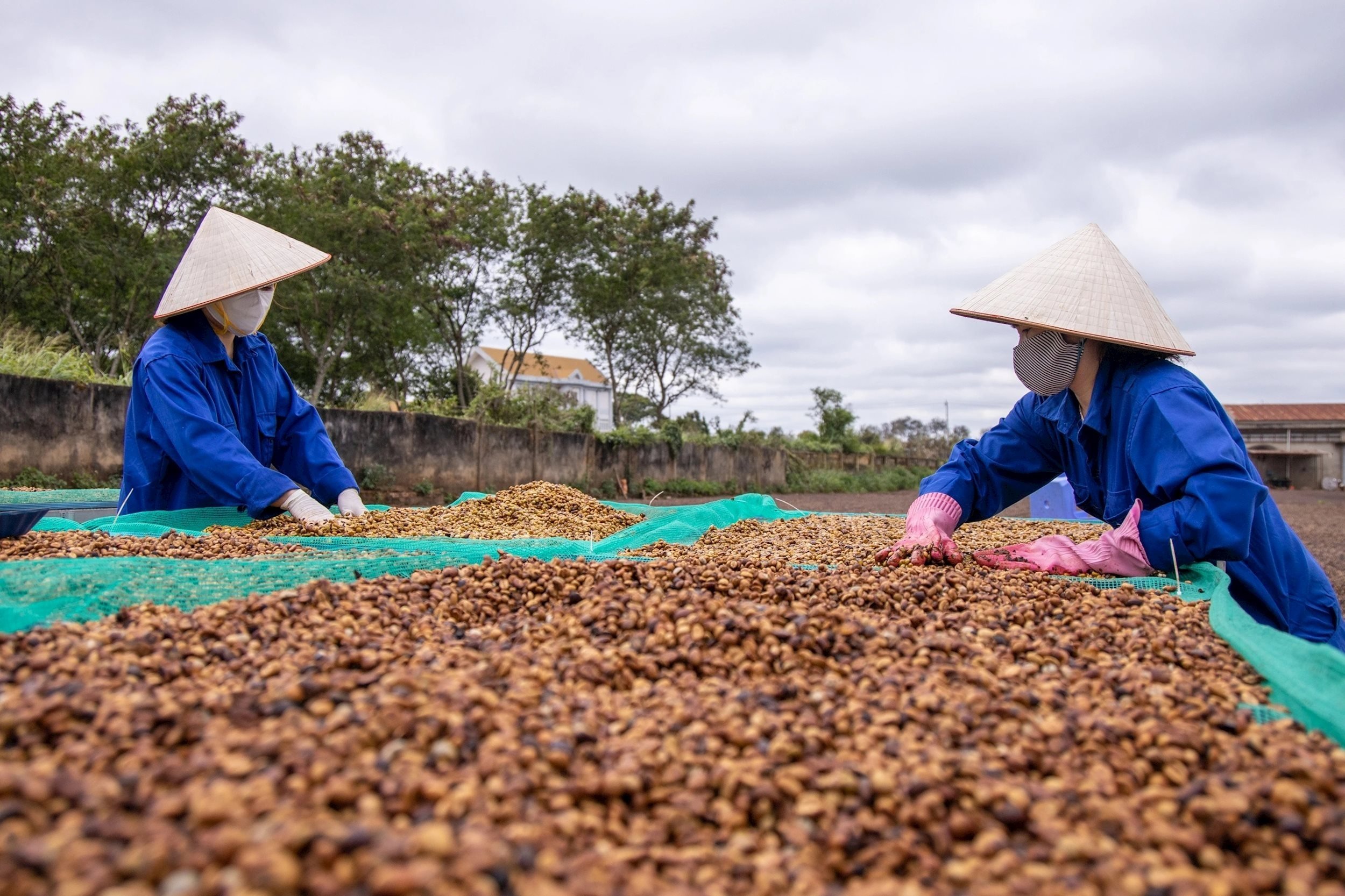 Precio del café hoy 4/8/2025: La semana pasada aumentó drásticamente