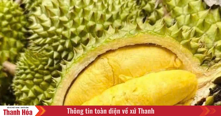 Chuẩn hóa quy trình kiểm soát an toàn thực phẩm đối với sầu riêng tươi xuất khẩu