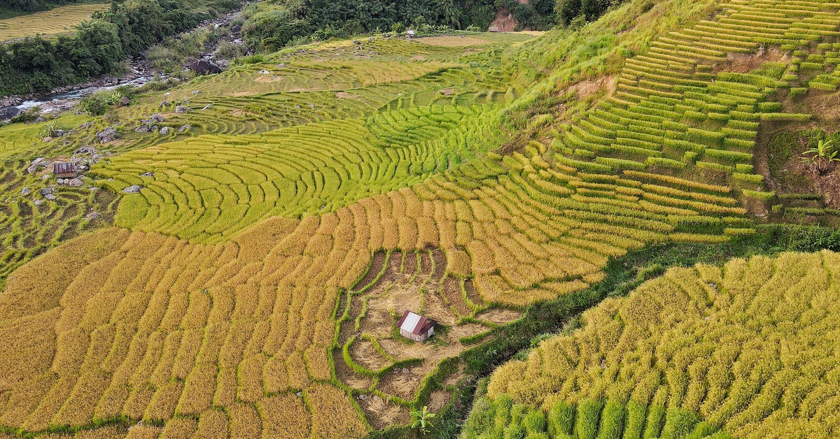 Ngỡ ngàng mùa vàng ở Ngọc Linh, bức tranh tuyệt sắc giữa đại ngàn Quảng Ngãi