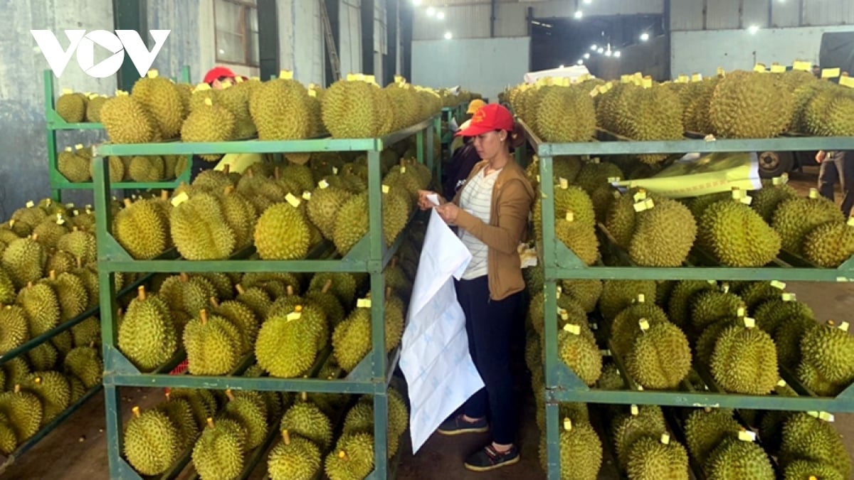 Minh bạch trong mã số vùng trồng, kiểm soát chất lượng sầu riêng thực chất là điều kiện tiên quyết giữ uy tín ngành hàng