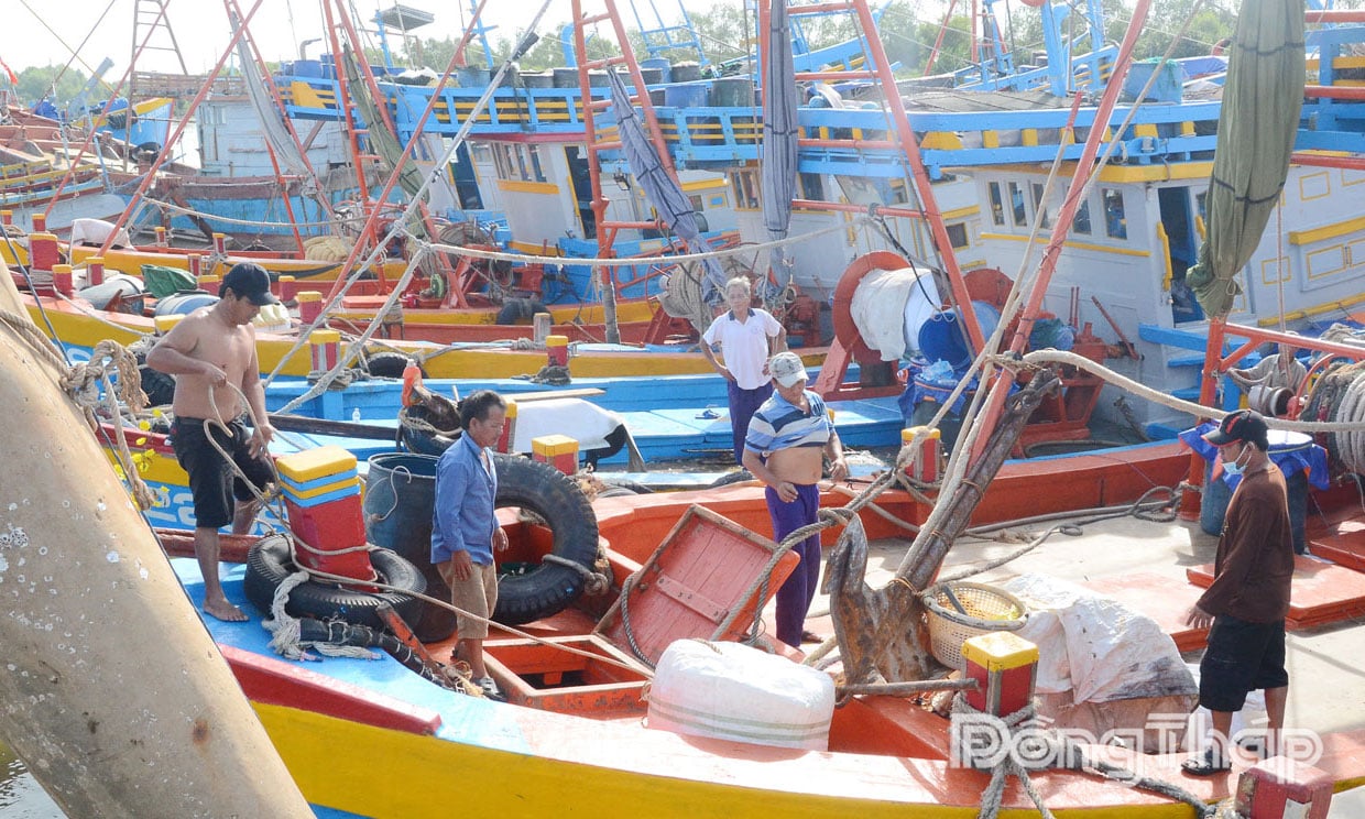 Đồng Tháp đang tập trung các giải pháp để cùng cả nước gỡ thẻ vàng thuỷ sản.