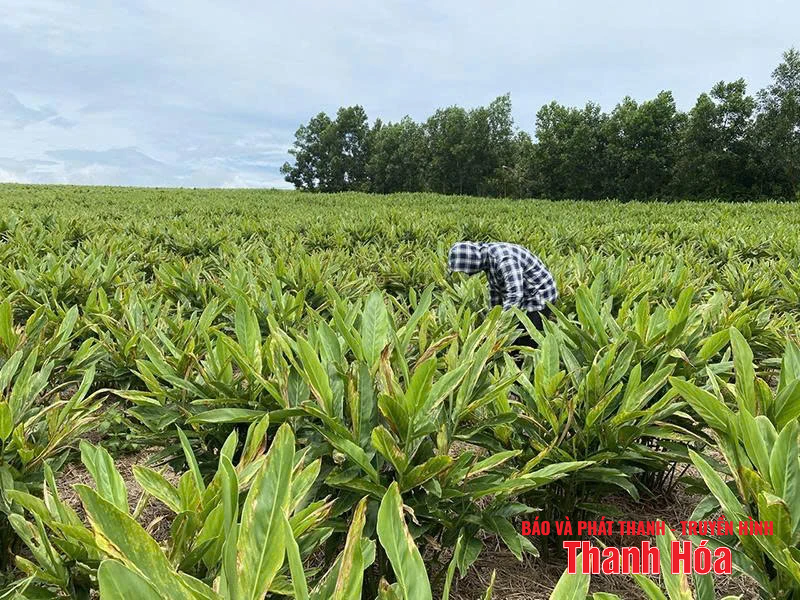 ការប្រើប្រាស់លក្ខណៈវិនិច្ឆ័យប្រាក់ចំណូលជា 