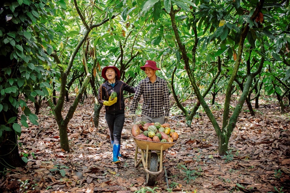 Kiên trì hơn 2 thập kỷ, nỗ lực của người nông dân trồng cacao đã được hồi đáp - 1