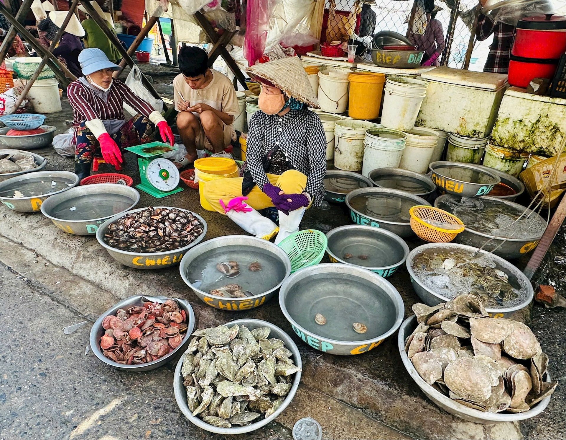 Nhiều loại sò, ốc vừa cập bến đã được bày bán 