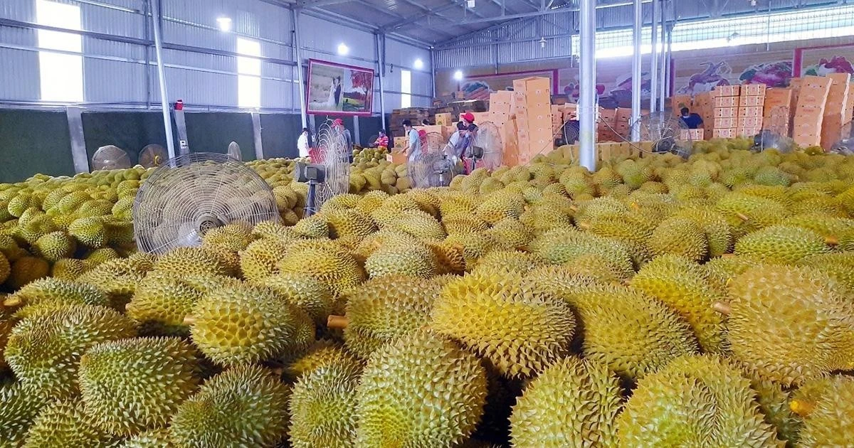 Sầu riêng tươi xuất khẩu có quy trình kiểm tra an toàn thực phẩm riêng