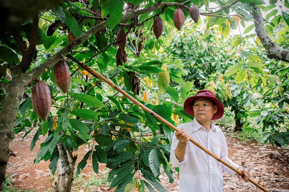 Kiên trì hơn 2 thập kỷ, nỗ lực của người nông dân trồng cacao đã được hồi đáp - 2