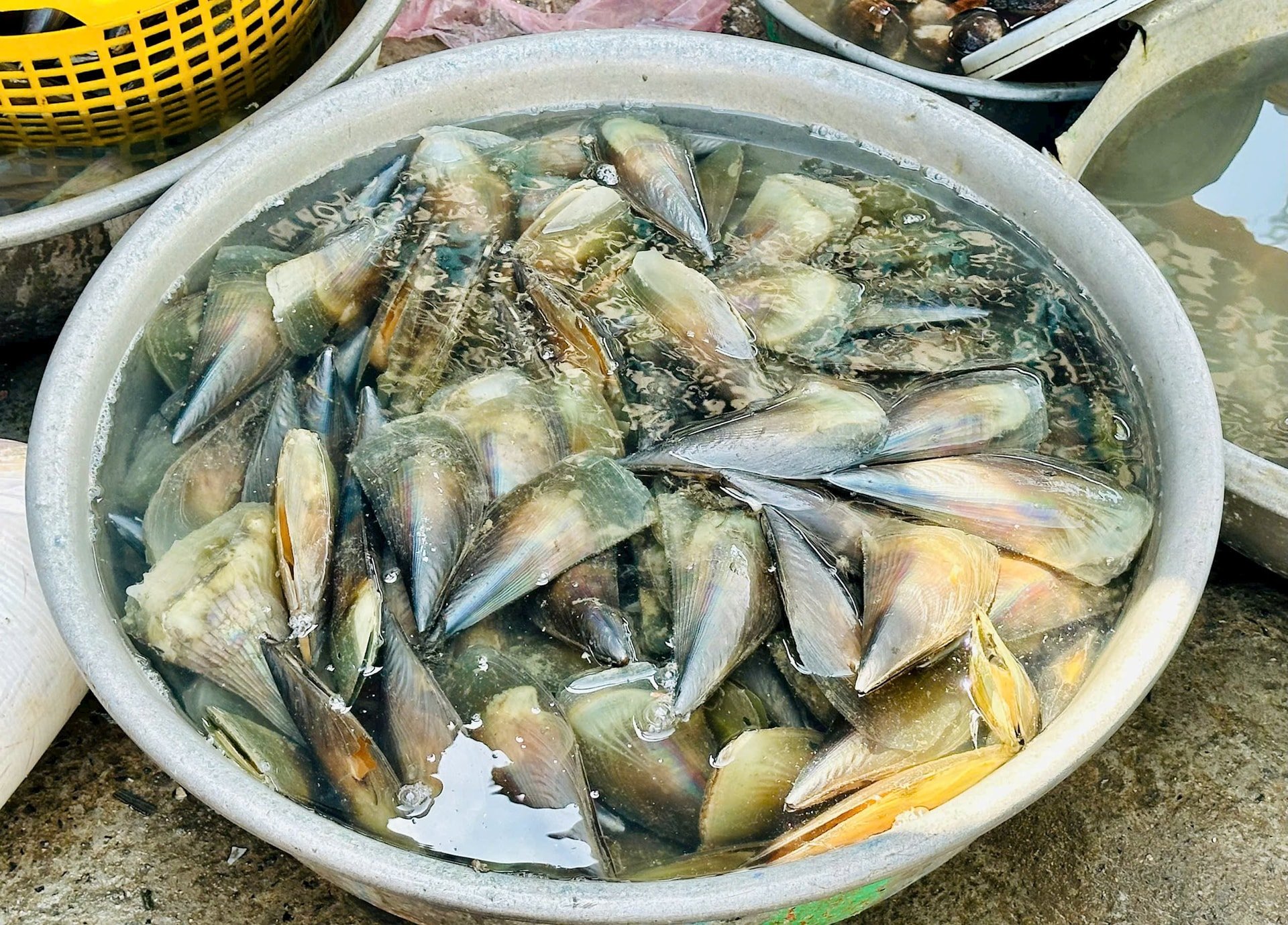 Sò mai xuất hiện nhiều những ngày qua tại xã Phan Rí Cửa