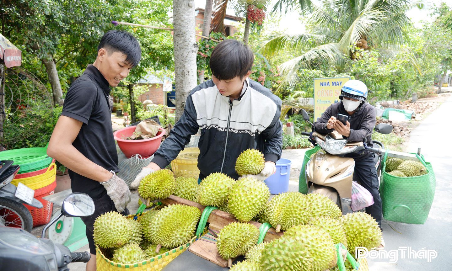 ទុរេន​ជា​ផ្លែឈើ​ពិសេស​ដែល​មាន​តម្លៃ​សេដ្ឋកិច្ច​ខ្ពស់​ក្នុង​ខេត្ត Dong Thap។ រូបថត៖ MINH THANH