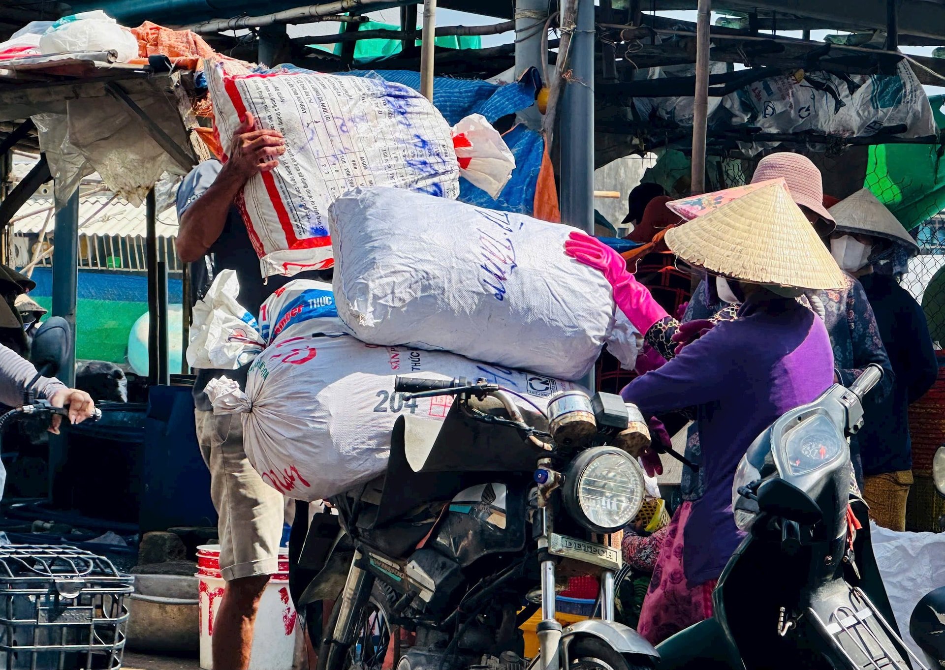 Sò được chở đi đến các chủ vựa trong vùng