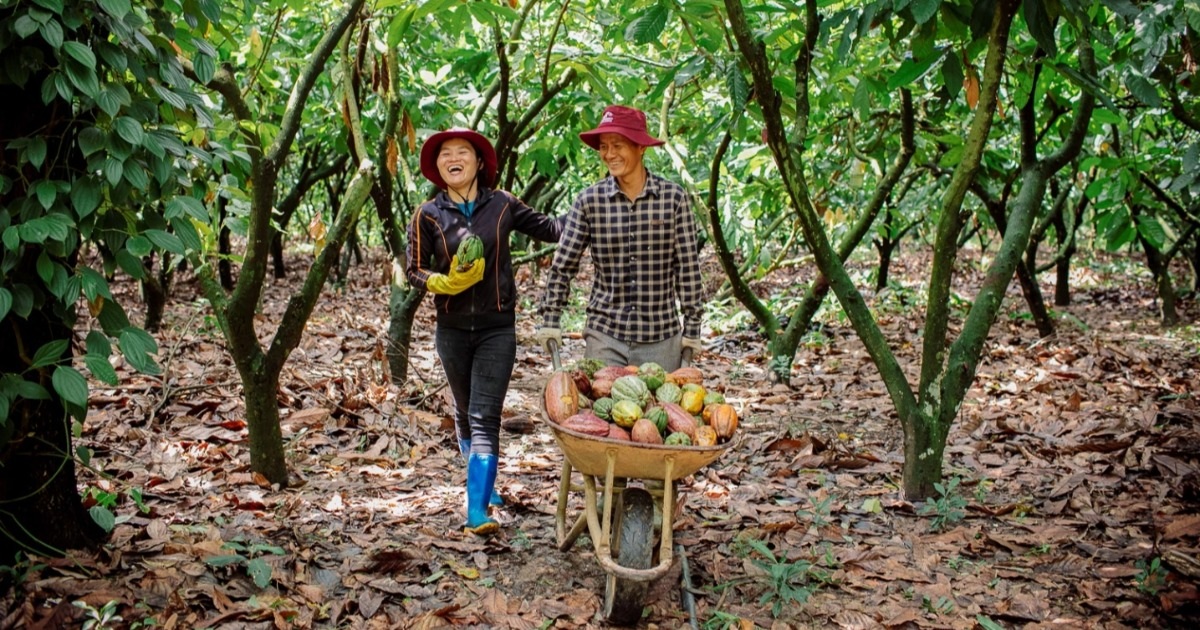 Kiên trì hơn 2 thập kỷ, nỗ lực của người nông dân trồng cacao đã được hồi đáp