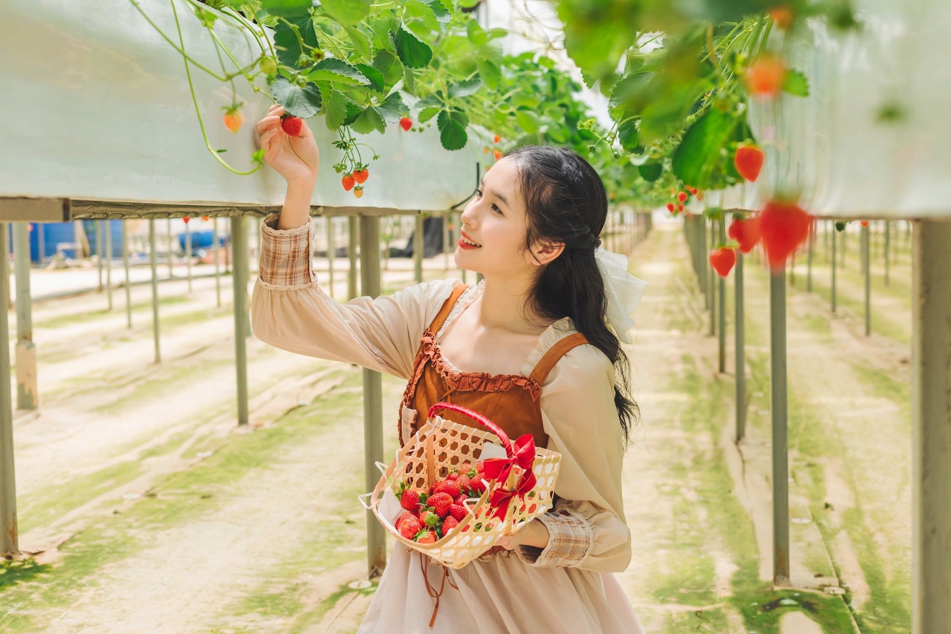 recolección de fresas