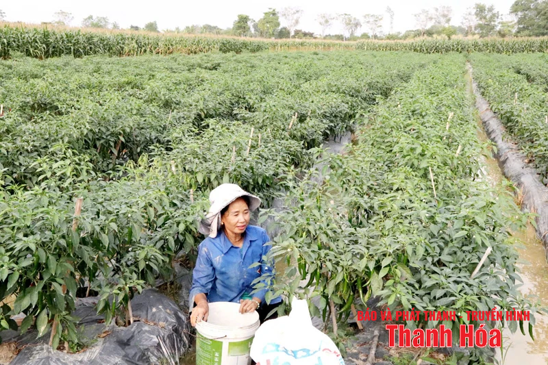การคิดสร้างสรรค์ ความปรารถนาที่จะก้าวขึ้น การกระทำที่เด็ดขาดเพื่อสร้างสังคมชนบทใหม่ที่ก้าวหน้า